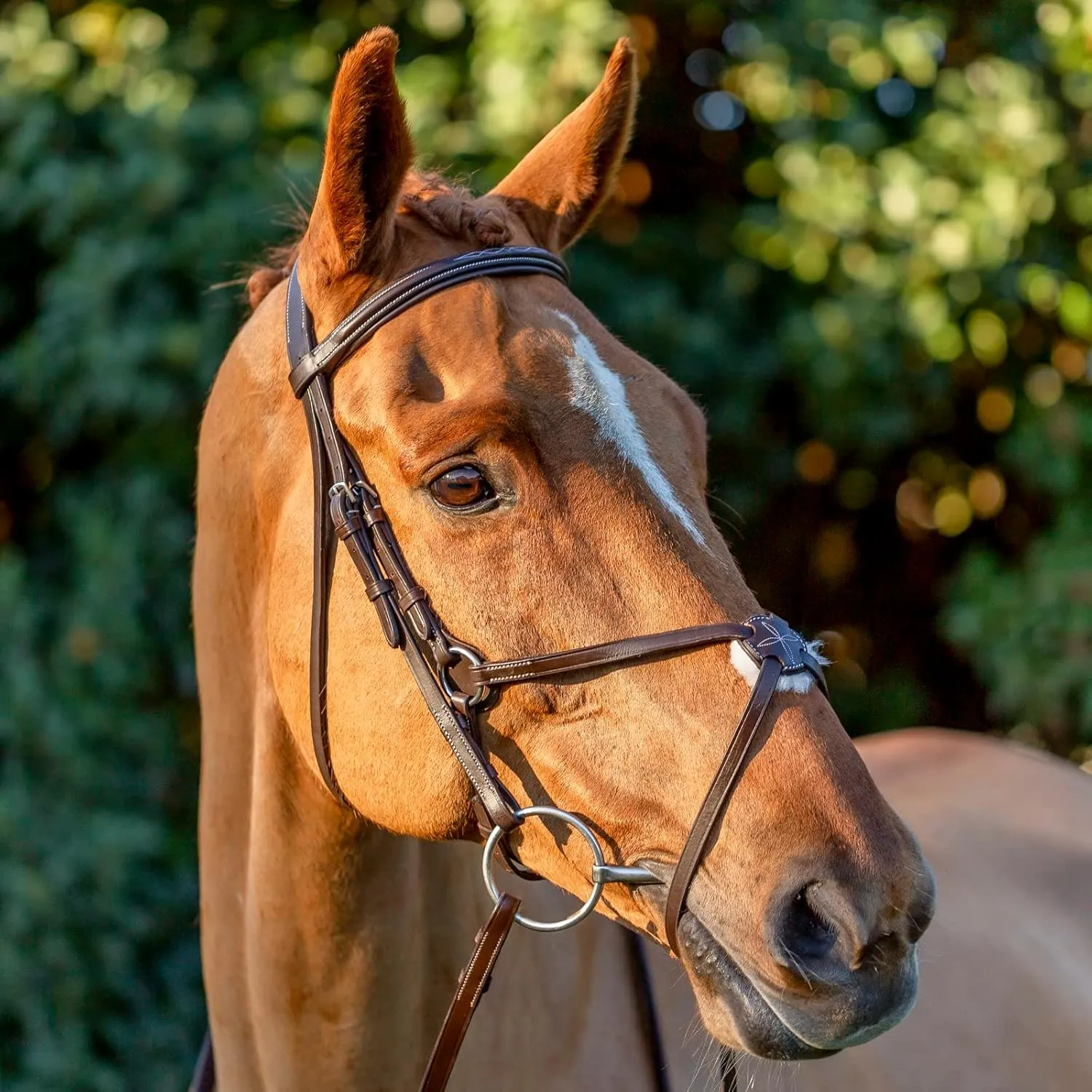 Equinavia Saga Adjustable Padded Fancy Stitched Figure 8 Bridle with Reins